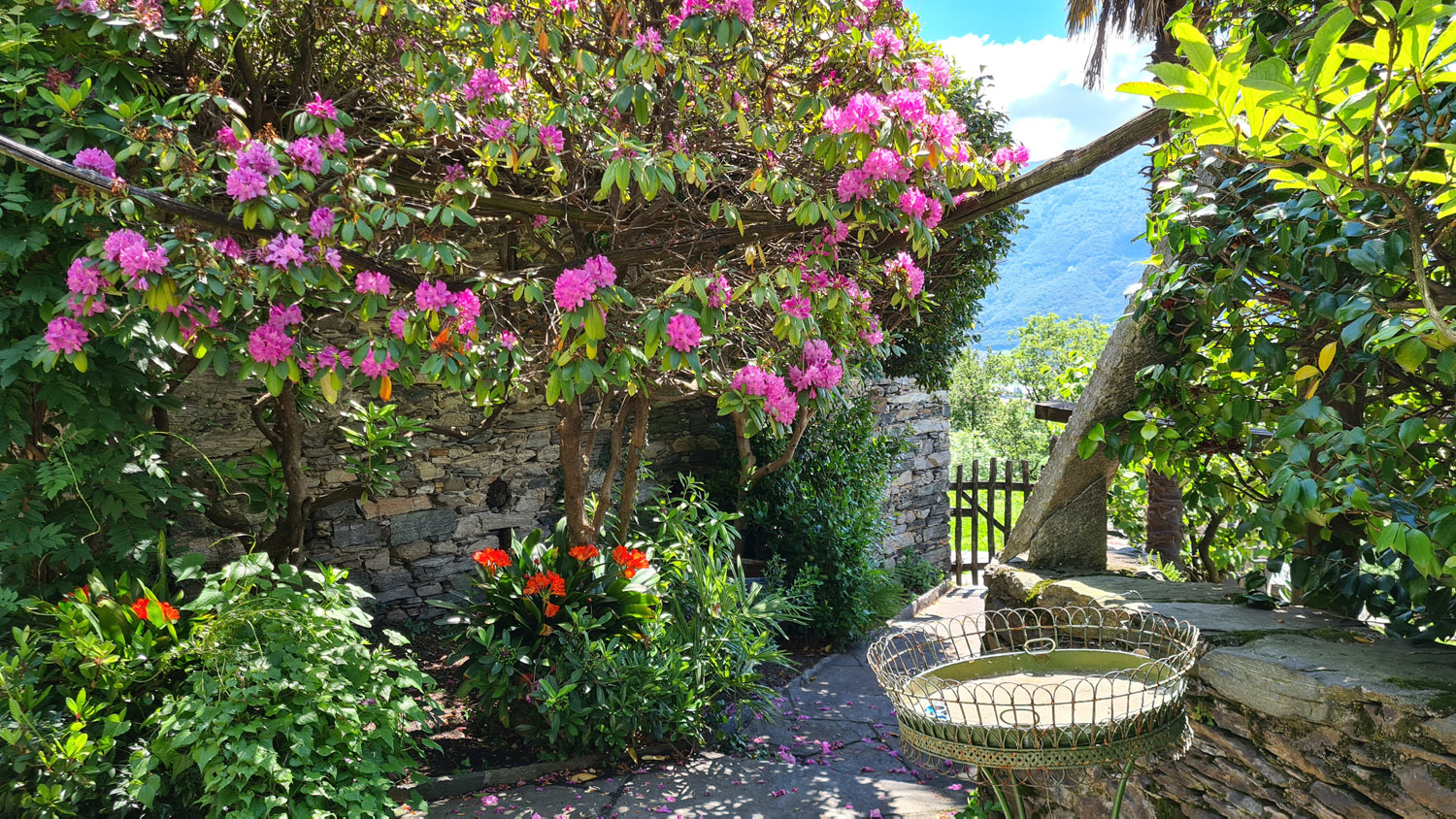Unser schöner Garten und die Blumen auf der Tenuta Casa Cima